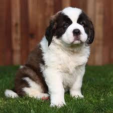 See more ideas about saint bernard, puppies, st bernard puppy. 1 Saint Bernard Puppies For Sale By Uptown Puppies