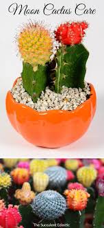 Controversial Colorful Moon Cactus The Succulent Eclectic Cactus Care Grafted Cactus Cactus