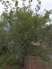 Image result for Hymenodictyon parvifolium