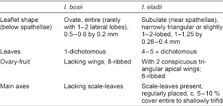 Image result for Inversodicraea