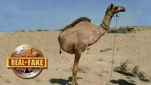 How long does a camel go without water. Camel With Two Legs Real Or Fake Youtube
