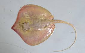 Himantura Walga Marine Fish Marine Biology Marine Life