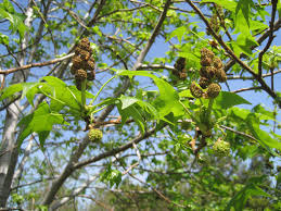 The downside to growing a sweetgum tree is the seed pods. Plant Details North Carolina Native Plant Society