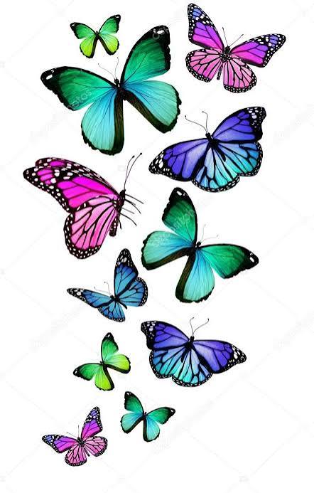 Muchas mariposas diferentes, aisladas sobre fondo blanco — Foto de stock  #17843067 © sun_tiger