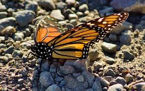 Western Monarch Population Hanging On -