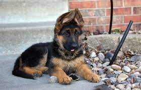 German shepherds have a wonderful reputation for following directions, strength, and intuitive thinking. German Shepherd Price Range How Much Are German Shepherd Puppies