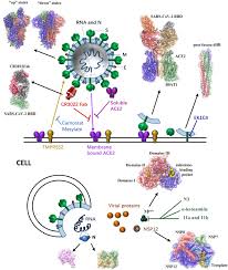 The following 98 files are in this category, out of 98 total. Minireview Of Progress In The Structural Study Of Sars Cov 2 Proteins Sciencedirect