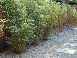 See more ideas about black bamboo, garden design, bamboo garden. Bamboo Landscaping Guide Design Ideas Pro Tips Install It Direct