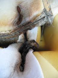Heated Seat not working, where to start - Ford Truck Enthusiasts ...
