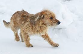 Bosnian Coarse Haired Hound Information And Pictures Petguide