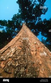 Image result for Entandrophragma delevoyi