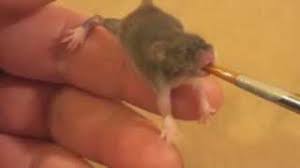 Watch as baby name trends rise and fall over time. Raising A Baby Mouse 4 10 Feeding Youtube