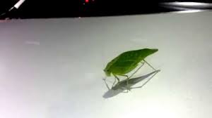 Are you searching for insect wings png images or vector? What Kind Of Insect Is This Green With Wings And Long Legs Youtube