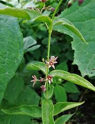 Image result for Vincetoxicum