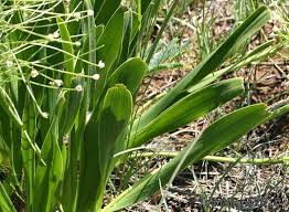 Image result for Schizocarphus nervosus