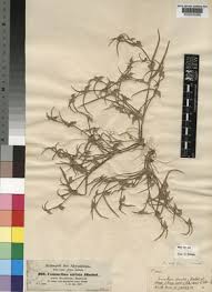 Image result for Commelina subulata