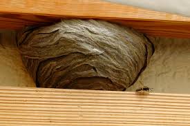 Was Tun Gegen Wespennester Am Haus Nabu Bw