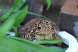 Are You Listening To God? Beware of Toads or End Up in a Ditch 1 Kings 13