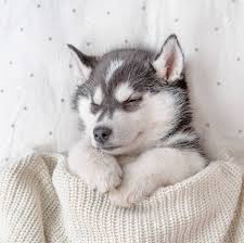 Find your new family member today, and discover the puppyspot difference. Cute Siberian Husky Puppy Sleep On Pillow Under Blanket At Home Top View Stock Photo Picture And Royalty Free Image Image 150000980