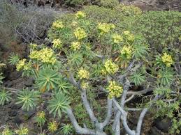 Image result for Euphorbia zambesiana