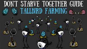 Don't Starve Together Guide: Tallbird Farming - YouTube