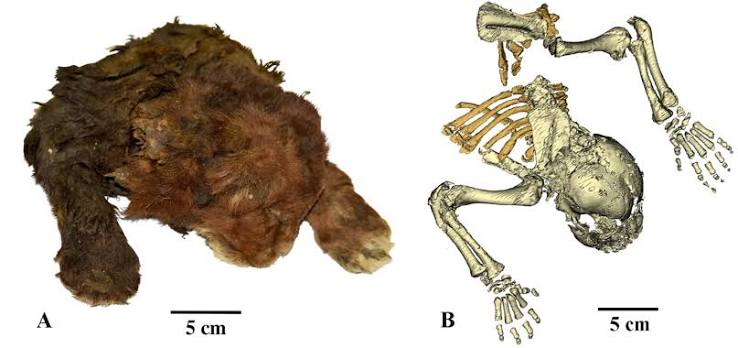 Saber-toothed kitten preserved in ice for 35,000 years