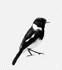 Tidak mengherankan banyak yang ingin berikut ini beberapa gambar burung murai batu yang layak dipasang sebagai wallpaper. Gambar Burung Murai Batu Png Crimealirik Page