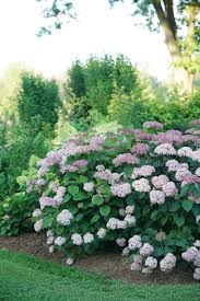 The sturdy stems hold the large flowers up even after heavy rains, making. Hydrangeas Uncommon Varieties For Your Garden The New York Times