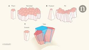 A Cell Shape Dubbed Scutoid Has Been Found In Curved Epithelia 3d Cell Shapes Cell
