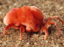 Image result for red mite