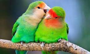 Caring For Lovebirds In 2020 Parakeet Care Parakeet Love Birds