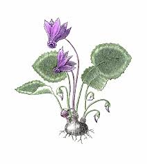 Image result for Cyclamen purpurascens tube