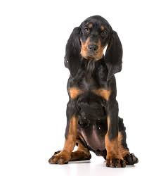 Black And Tan Coonhound For Sale In Michigan Love For Black Tan Coonhounds Coonhound Puppy Coonhound Big Dog Breeds