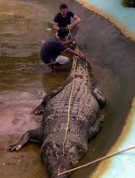Lolong The Worlds Largest Crocodile Measuring 20ft And Weighing Over A Ton Weird Animals Reptiles And Amphibians Animals Wild