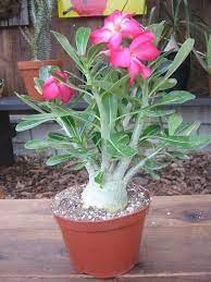 This Item Is Unavailable Etsy En 2021 Jardines Suculentas Jardin Suculentas