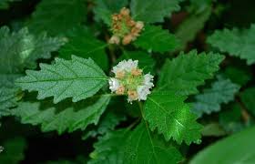 Image result for Cordia sp. B