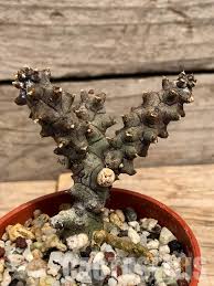 Image result for Ceropegia breviflora