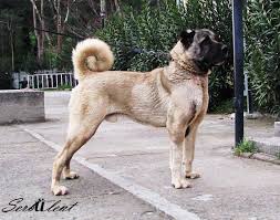Cani Anatolian Orhan Genel Kangal Dog Large Dog Breeds Dog Breeds