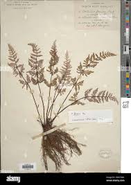 Image result for Aleuritopteris