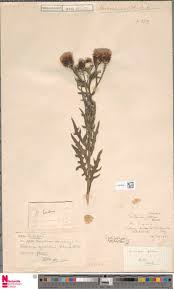 Image result for Orthopichonia schweinfurthii