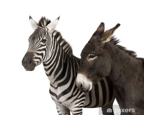 Sticker a Zebra and a donkey in front of a white background - PIXERS.US