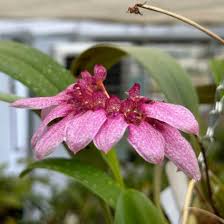Image result for Bulbophyllum longiflorum