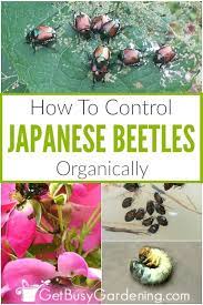 How To Control Japanese Beetles Organically Garden Pests Japanese Beetles Gardening For Beginners