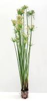Image result for Cyperus fischerianus