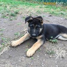 Have available 8 purebred german shepherd puppies 6 boys 2 girls ready for their new homes mid february. Purebred German Shepherd Puppies 1 X Male Left