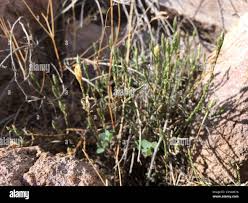 Image result for Elytraria