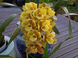 Orchid Cymbidium Eastern Wind Rare Flowers Orchids Flowers
