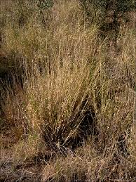 Image result for Enteropogon