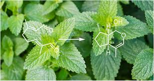 Welcome to the famous dave's garden website. Identification Of Iridoid Synthases From Nepeta Species Iridoid Cyclization Does Not Determine Nepetalactone Stereochemistry Biorxiv