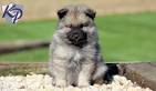 Clingmey Keeshonden puppies for sale. Keeshond Family ...